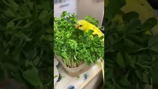 【セキセイインコ】ぴーちゃん豆苗食べ放題🌱🐤#shorts #セキセイインコ #豆苗 #かわいい #budgie #小鳥と日常