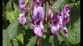 A.K.5000 Common Carder Bee