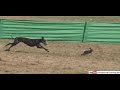 Rabbit Showing His Class Against Greyhound Dog In A Coursing Race 2019