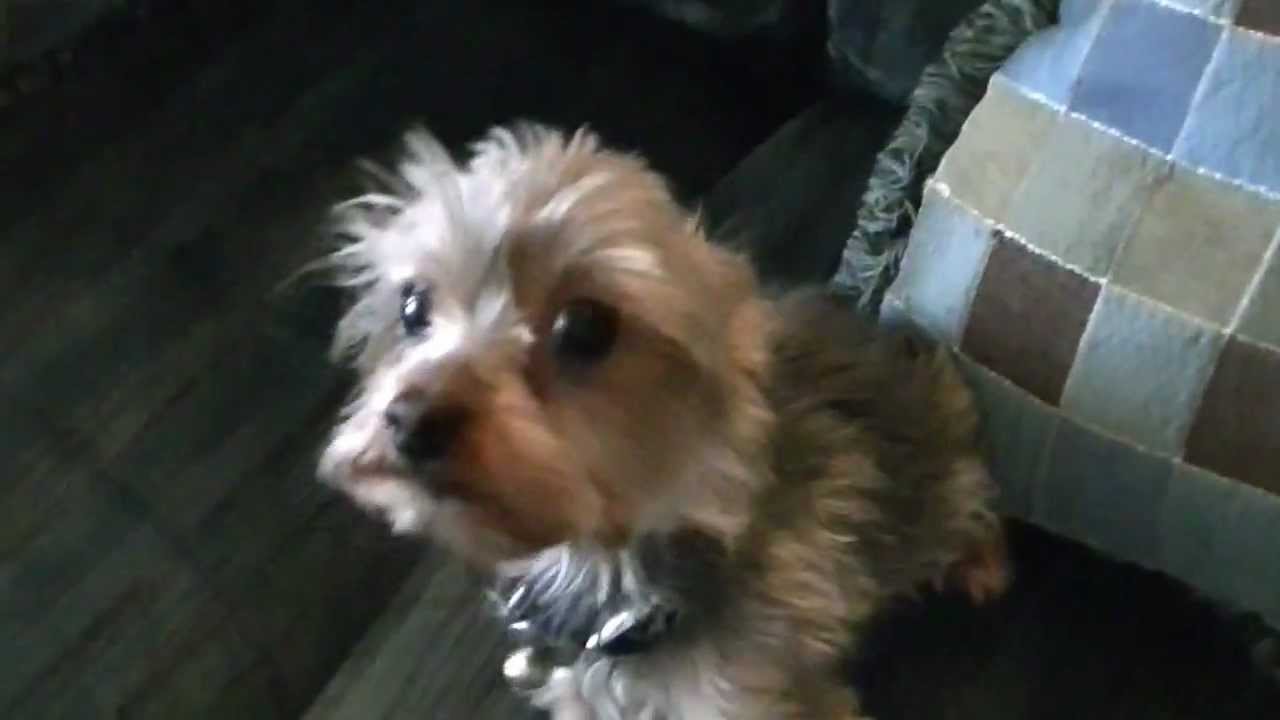 Barking Yorkie Dog Youtube