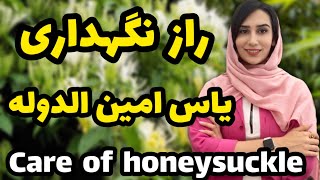 روش نگهداری یاس امین الدوله/ پیچ امین الدوله بهترین گیاه فضای باز/ care of honeysukle/ گیاه بیرونی