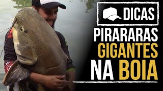 DICAS #120 - GRANDES PIRARARAS NA BOIA