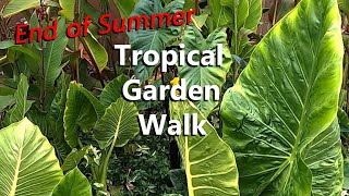 September Tropical Garden Walk Featuring Elephant Ear Plants, Canna Lily Plants and Banana Plants