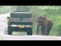 on the path of elephants tuk tuk captivating encounters