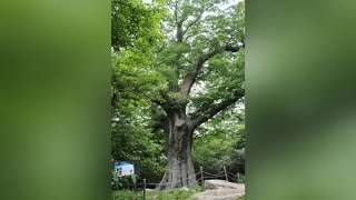 전남도, 해남 대흥사 느티나무 '천년나무'로 지정 / 연합뉴스TV (YonhapnewsTV)