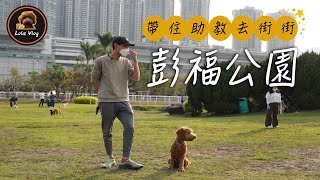 帶住助教去街街｜Labradoole|放狗｜彭福公園｜