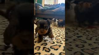 Tiny yorkie puppies #puppies #play #partiyorkie #smalldogs #dogs #home