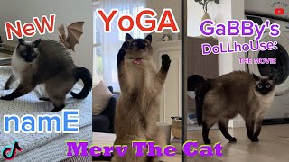 New Talking Cat TikTok Videos | Merv The Cat Compilation 2025 ( Funny Cats Video)