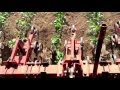 Forage Sorghum (Certified Organic) cultivation w/Danish Tine