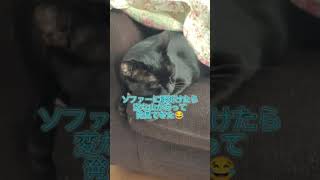 【え、そこ?!😂】猫の昼寝は隠れんぼみたい😳 #shorts #short #ねこ #癒し #猫 #ネコ #猫動画 #面白動画 #ペット #ペット動画 #可愛い #動物 #cat #黒猫 #cats