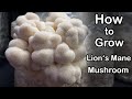 How to Grow Lion's Mane Mushroom From Start to Finish