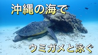 慶良間諸島でカメとダイビング♫