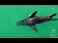 সমুদ্রের দৈত্য রেগে গেলে কি হয় দেখুন this is why whales are afraid of orcas