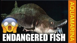 Top 10 endangered fish species in the world | fishes on way of extinction