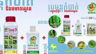 មានបញ្ហាមមាចត្នោតមែនទេ? អាសាស៊ីន+កៃតូបេ អាចកំចាត់បានល្អ!លទ្ធផល3ថ្ងៃ និង24ថ្ងៃក្រោយពេលកំចាត់មមាចត្នោត