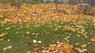 Maple tree | fall season @ Moscow Russia