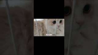 いたずら子猫におしおきです！（ケージに入ってた時間はなんと2分だけ……笑）#cat #ミヌエットの短足ちゃんと短足くん #ミヌエット #猫 #子猫