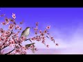 Blooming Cherry Tree with Singing and Flying Nightingale Birds