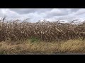 Wind in the Corn