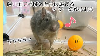 【デグー】ゆきむらくん、飼い主に駆けよる☺️