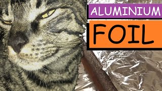 CATS ALUMINIUM FOIL: Do cats walk on foil?