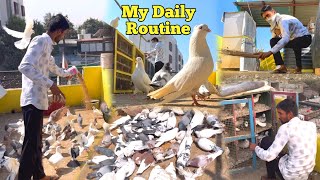 My Daily Routine With Pigeon 😍 || Kabootar Ki Dekhbhal 🕊️