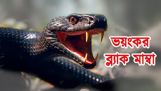 পৃথিবীর সবচেয়ে ভয়ংকর সাপ ব্ল্যাক মাম্বা | বিষধর সাপ | World's Most Dangerous Snake Black Mamba