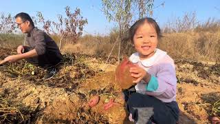 实拍：山东农村地瓜红薯丰收，俩宝挖得直呼真过瘾，脸上笑开花！