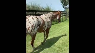 The Most Stunning Appaloosa Coat Ever!