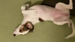 For the time being, She is to whine. 取り急ぎ、ぐずっているワンコ. 【Japanese a kooikerhondje ♀】#Shorts
