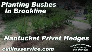 Bush Removal and Bush Planting Nantucket Privet Brookline by Cullins Service