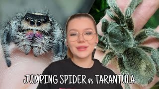 JUMPING SPIDER vs TARANTULA - Which is the BEST pet for you?!?