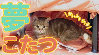 【ねこの夢】猫専用こたつをプレゼントしてみたら・・？