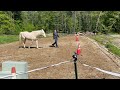Virtual R+ Show - Grace and Odin - Pattern 1 - Youth Division