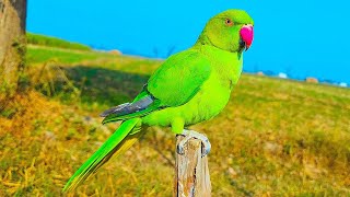 Mithu Tota ki video 😍 Green Ringneck Parrot sounds bolnywalatota kiwi parrot voice @Vikyparrot