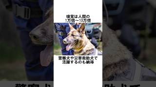 犬の知られざる雑学10選!! #動物 #犬 #雑学 #豆知識 #知育動画 #博士 #animals