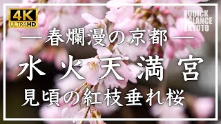 春爛漫の京都 〜 水火天満宮の紅枝垂れ桜 〜 水火天満宮の早咲きの「紅枝垂れ桜」が見頃を迎えました。本格的な春を告げる 水火天満宮の桜をご覧下さい[No.296] #京都桜