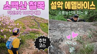 역대급 소백산 철쭉(연달래) / 설악산 공룡능선의 에델바이스(산솜다리) / 소백산 철쭉 개화 상황 / 소백산 철쭉 추천 코스