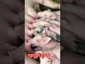 កូនជ្រូក ពូជល្អ🐷