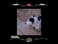 【当你有个社牛狗狗🐶】 dbb66 shortvideo pet dog 短视频 宠物 狗狗 出门 朋友 动物 回家 回家 社牛