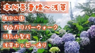 【墨田区〜台東区】隅田公園は東京の密かな紫陽花スポット？【東京散歩】