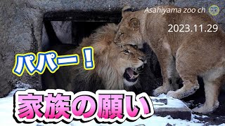 【旭山動物園ライオン】パパと過ごす家族の時間。みんなの願いはオリトに通じるのか？今日の登場シーン！With Dad.