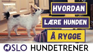 Hundetrening: Lær hunden å rygge med 3 enkle steg