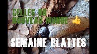 SEMAINE BLATTES: Celles du Nouveau-Monde