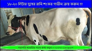 ২৭০৯ // সরাসরি প্রান্তিক খামার থেকে শংগ্রহ করুন ভালজাতের রানি শংকর গাভীন // 01770-120963