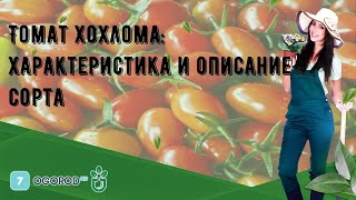 Томат Хохлома: характеристика и описание сорта