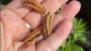 Collecting Seeds From Columbine Spring Flower. Gardening For Beginners.