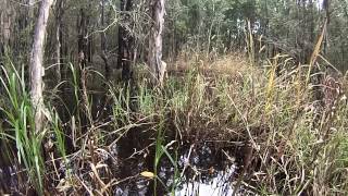 Marsh Snake Swimming