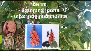 #ដើមចារKhmer Remedy#ដើមរុក្ខជាតិ#ថ្នាំខ្មែរ#ឪសុថបុរាណ#ខ្មែររីម៉ាឌី#