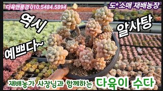 다육이 재배 농가의 재배실이 이렇게 좋다니! 그러니 다육이가 예쁠 수 밖에요! 다육앤풍경 010.5484.5894